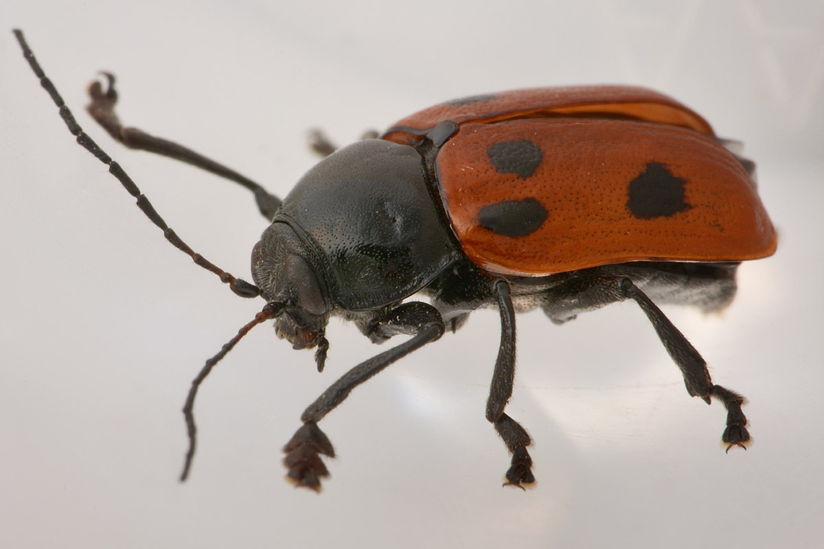 Cryptocephalus loreyi? Sì.